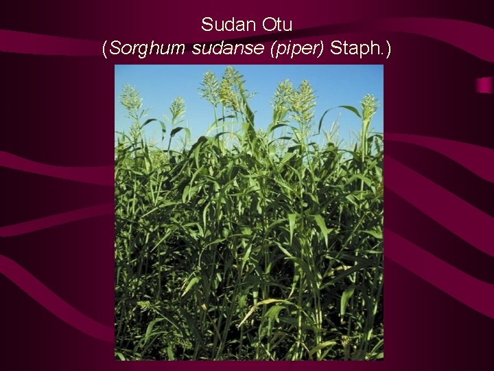 Sudan Otu (Sorghum sudanse (piper) Staph. ) 