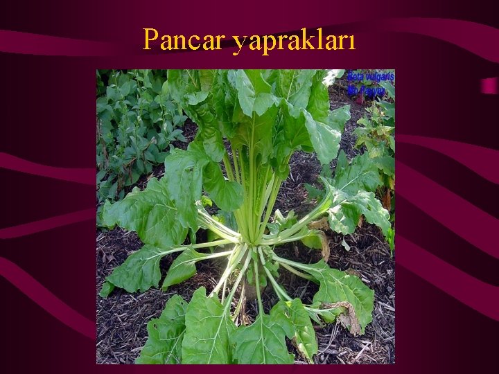 Pancar yaprakları 