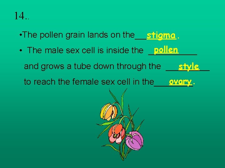 14. . • The pollen grain lands on the____ stigma. pollen • The male
