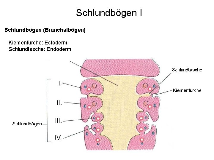 Schlundbögen I Schlundbögen (Branchalbögen) Kiemenfurche: Ectoderm Schlundtasche: Endoderm 