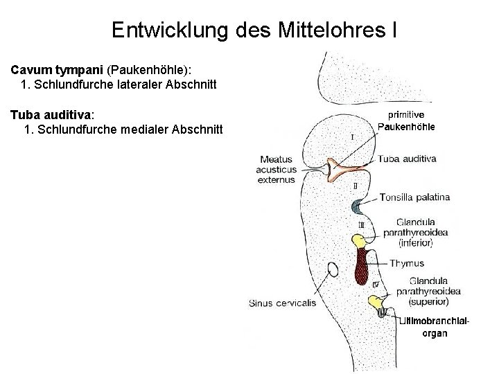 Entwicklung des Mittelohres I Cavum tympani (Paukenhöhle): 1. Schlundfurche lateraler Abschnitt Tuba auditiva: 1.