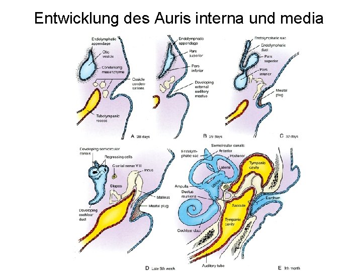 Entwicklung des Auris interna und media 