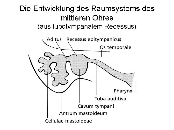 Die Entwicklung des Raumsystems des mittleren Ohres (aus tubotympanalem Recessus) 