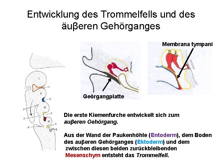 Entwicklung des Trommelfells und des äuβeren Gehörganges Membrana tympani Geörgangplatte Die erste Kiemenfurche entwickelt