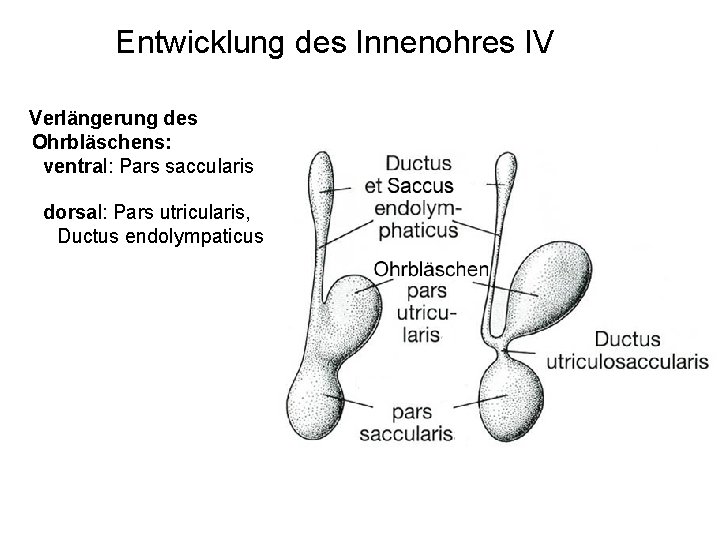 Entwicklung des Innenohres IV Verlängerung des Ohrbläschens: ventral: Pars saccularis dorsal: Pars utricularis, Ductus