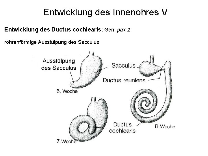 Entwicklung des Innenohres V Entwicklung des Ductus cochlearis: Gen: pax-2 röhrenförmige Ausstülpung des Sacculus