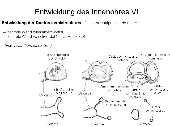 Entwicklung des Innenohres VI Entwicklung der Ductus semicirculares : flache Ausstülpungen des Utriculus →