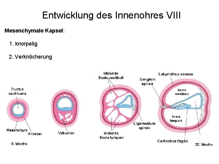 Entwicklung des Innenohres VIII Mesenchymale Kapsel: 1. knorpelig 2. Verknöcherung 