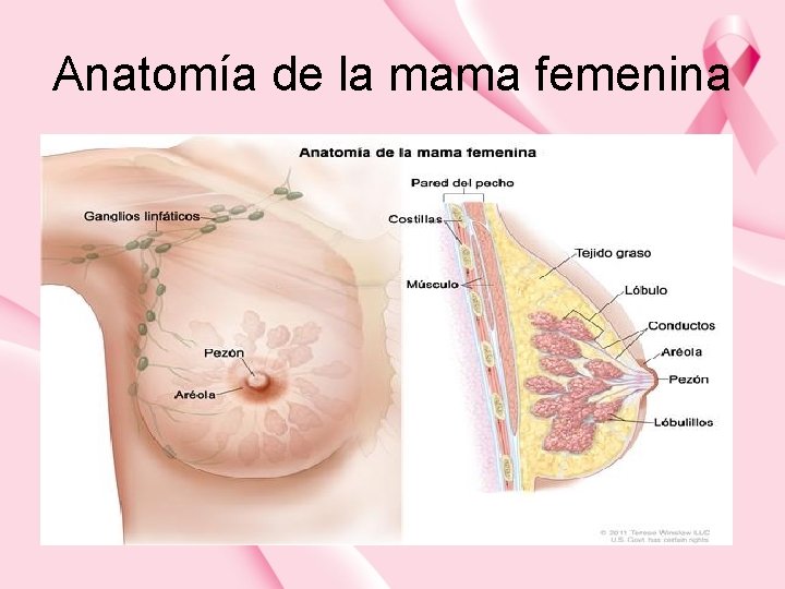 Anatomía de la mama femenina 