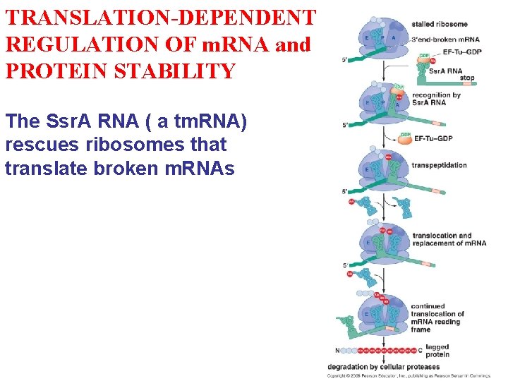 TRANSLATION-DEPENDENT REGULATION OF m. RNA and PROTEIN STABILITY The Ssr. A RNA ( a