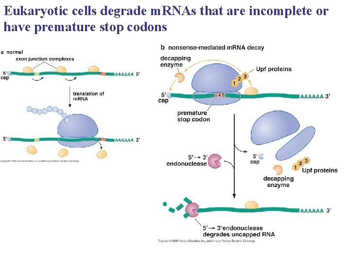Eukaryotic cells degrade m. RNAs that are incomplete or have premature stop codons 