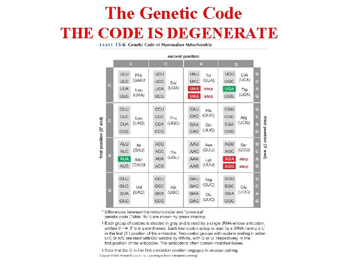 The Genetic Code THE CODE IS DEGENERATE 