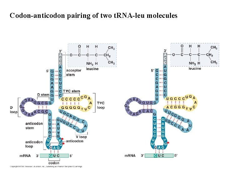Codon-anticodon pairing of two t. RNA-leu molecules 