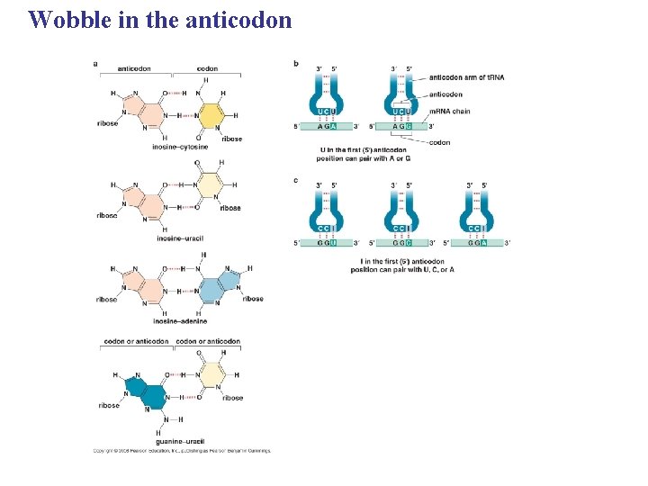 Wobble in the anticodon 