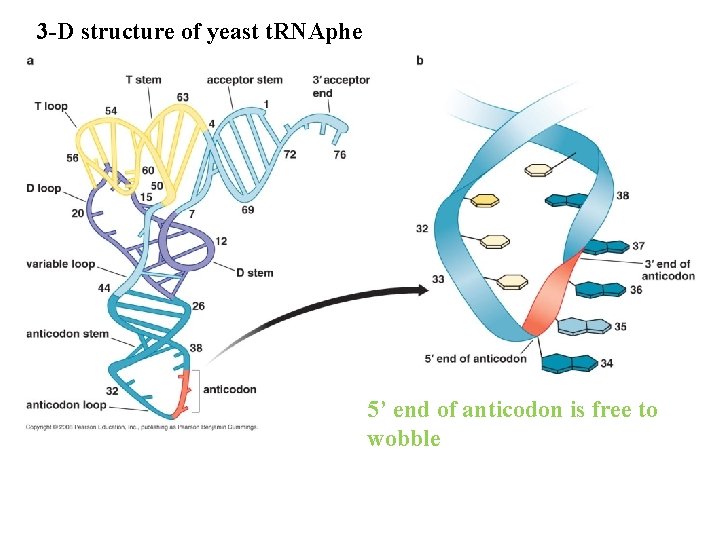3 -D structure of yeast t. RNAphe 5’ end of anticodon is free to