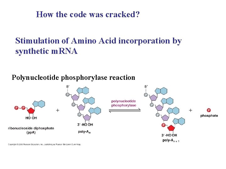 How the code was cracked? Stimulation of Amino Acid incorporation by synthetic m. RNA
