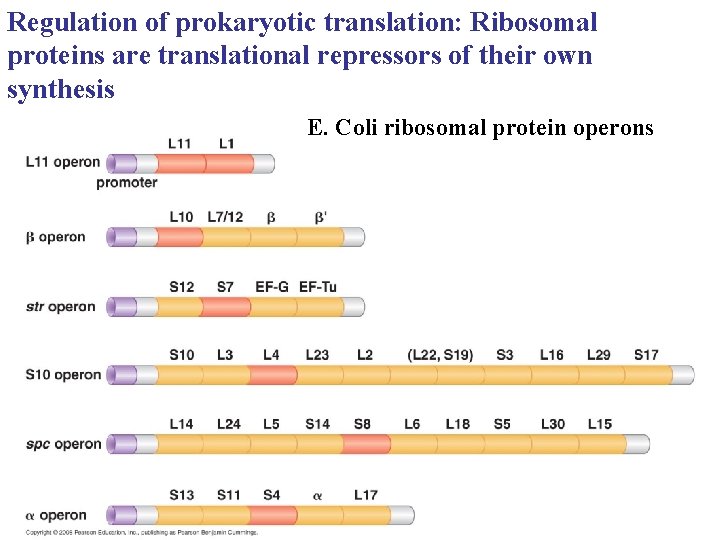 Regulation of prokaryotic translation: Ribosomal proteins are translational repressors of their own synthesis E.