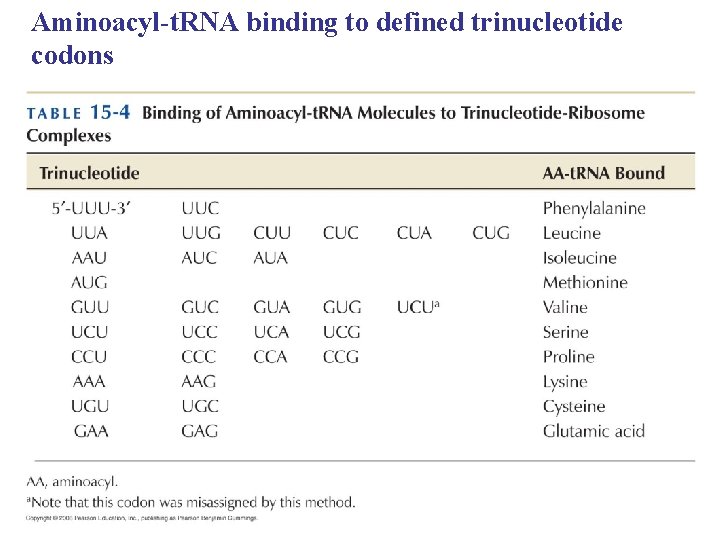 Aminoacyl-t. RNA binding to defined trinucleotide codons 