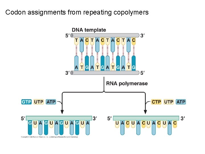 Codon assignments from repeating copolymers 