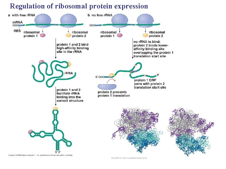 Regulation of ribosomal protein expression 