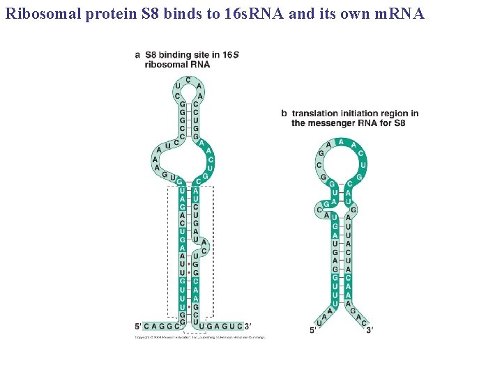 Ribosomal protein S 8 binds to 16 s. RNA and its own m. RNA