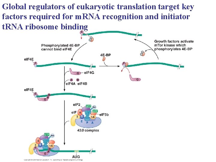 Global regulators of eukaryotic translation target key factors required for m. RNA recognition and