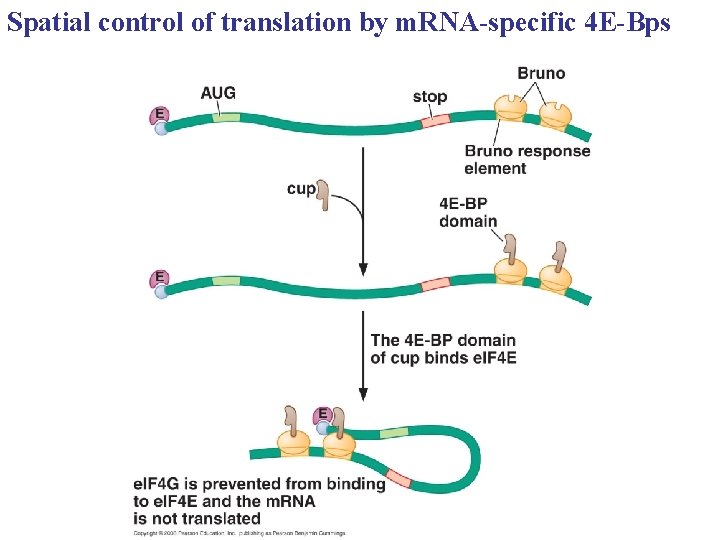 Spatial control of translation by m. RNA-specific 4 E-Bps 