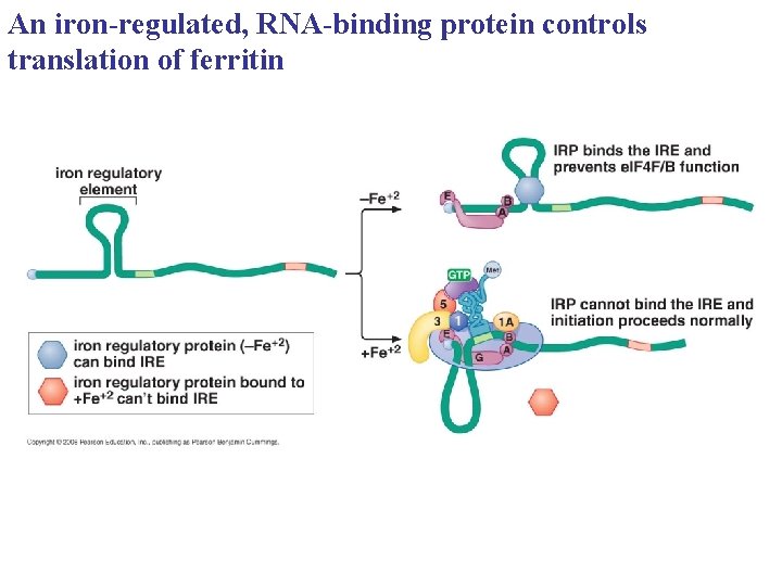 An iron-regulated, RNA-binding protein controls translation of ferritin 