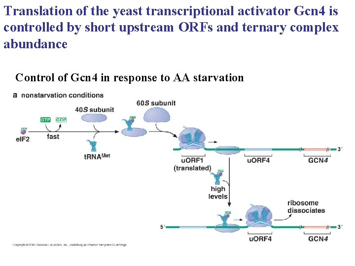 Translation of the yeast transcriptional activator Gcn 4 is controlled by short upstream ORFs