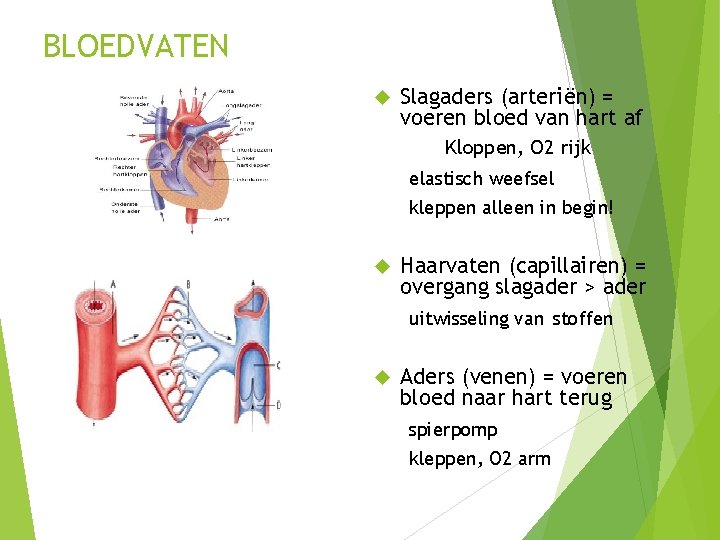 BLOEDVATEN Slagaders (arteriën) = voeren bloed van hart af Kloppen, O 2 rijk elastisch