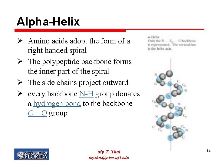 Alpha-Helix Ø Amino acids adopt the form of a right handed spiral Ø The