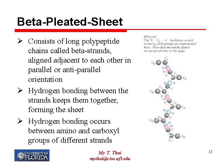 Beta-Pleated-Sheet Ø Consists of long polypeptide chains called beta-strands, aligned adjacent to each other