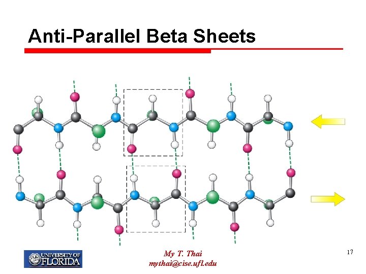 Anti-Parallel Beta Sheets My T. Thai mythai@cise. ufl. edu 17 