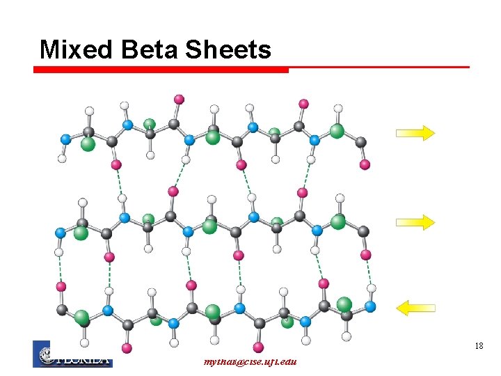 Mixed Beta Sheets My T. Thai mythai@cise. ufl. edu 18 