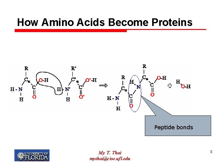 How Amino Acids Become Proteins Peptide bonds My T. Thai mythai@cise. ufl. edu 8