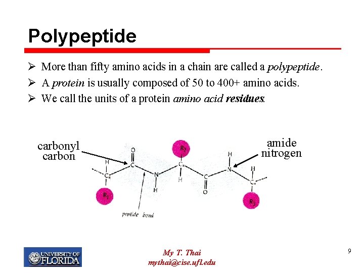 Polypeptide Ø More than fifty amino acids in a chain are called a polypeptide.