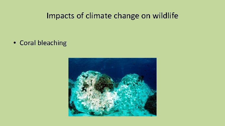 Impacts of climate change on wildlife • Coral bleaching 