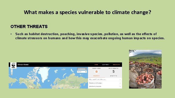 What makes a species vulnerable to climate change? OTHER THREATS • Such as habitat