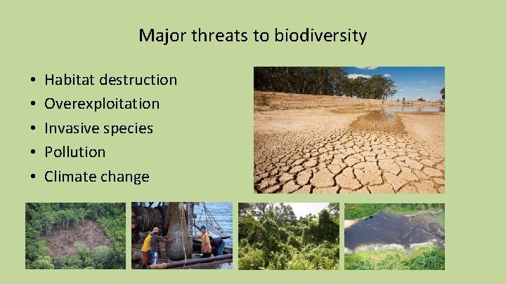 Major threats to biodiversity • • • Habitat destruction Overexploitation Invasive species Pollution Climate