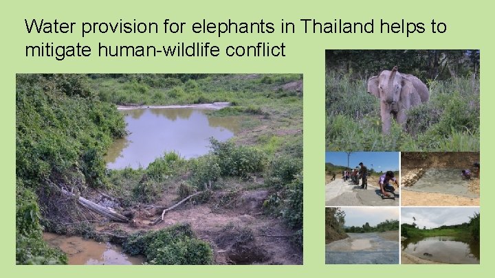 Water provision for elephants in Thailand helps to mitigate human-wildlife conflict Text 