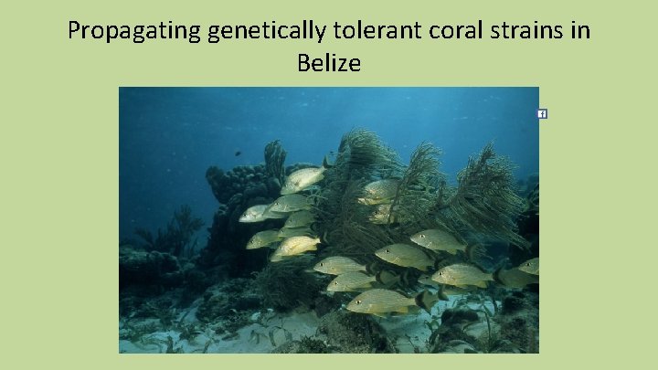 Propagating genetically tolerant coral strains in Belize 