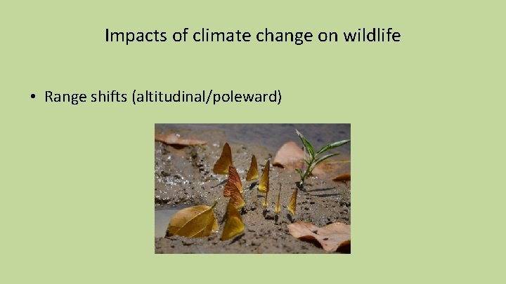 Impacts of climate change on wildlife • Range shifts (altitudinal/poleward) 