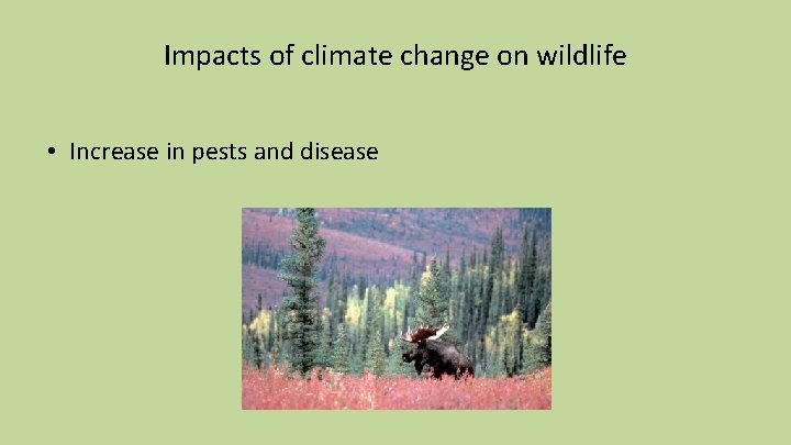 Impacts of climate change on wildlife • Increase in pests and disease 