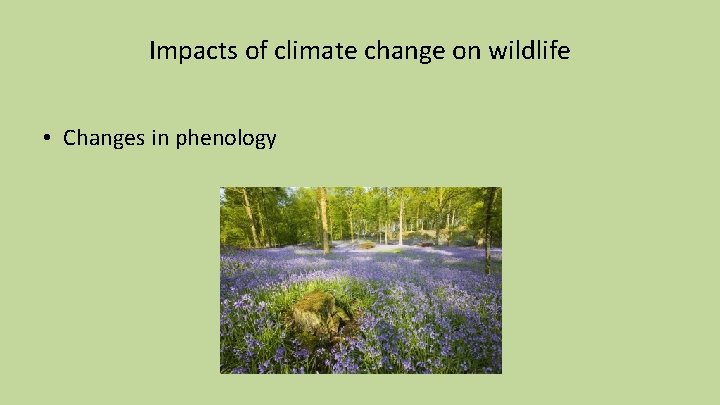 Impacts of climate change on wildlife • Changes in phenology 