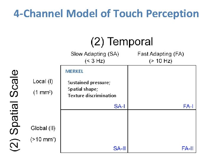 4 -Channel Model of Touch Perception MERKEL Sustained pressure; Spatial shape; Texture discrimination 