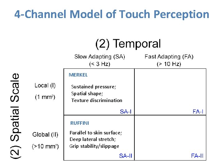 4 -Channel Model of Touch Perception MERKEL Sustained pressure; Spatial shape; Texture discrimination RUFFINI