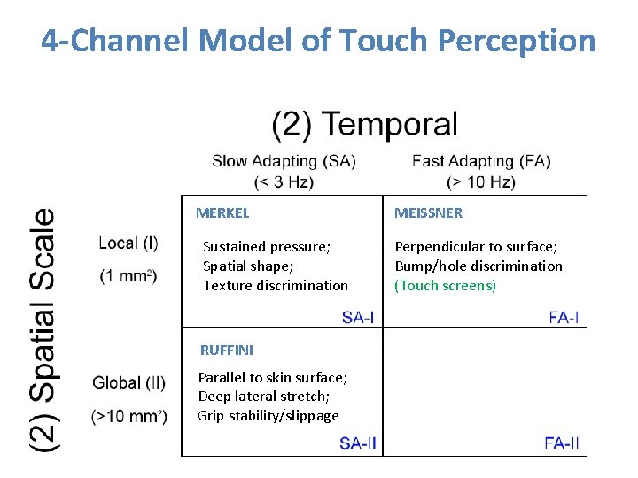 4 -Channel Model of Touch Perception MERKEL Sustained pressure; Spatial shape; Texture discrimination RUFFINI