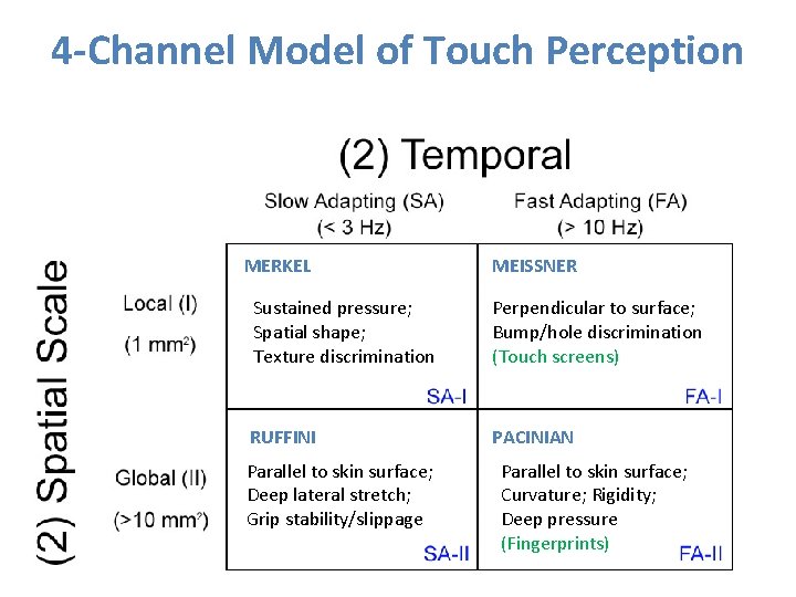 4 -Channel Model of Touch Perception MERKEL MEISSNER Sustained pressure; Spatial shape; Texture discrimination