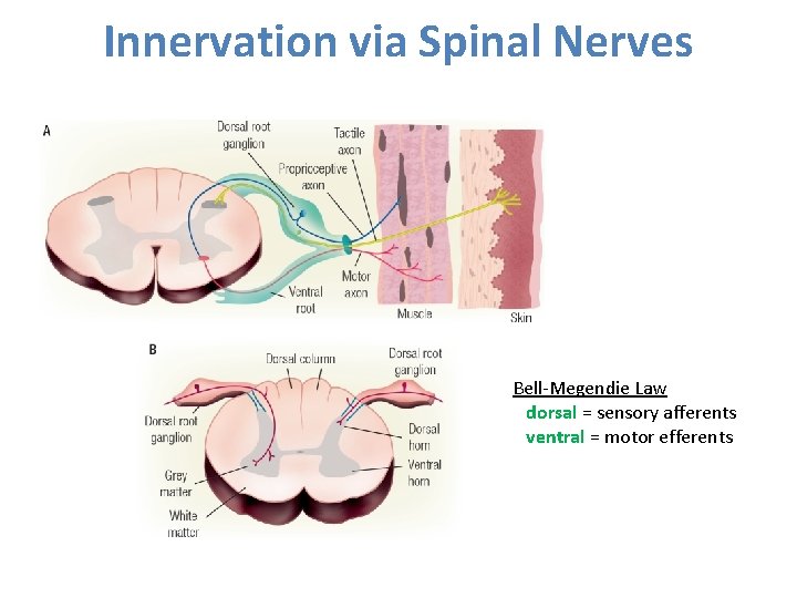 Innervation via Spinal Nerves Bell-Megendie Law dorsal = sensory afferents ventral = motor efferents