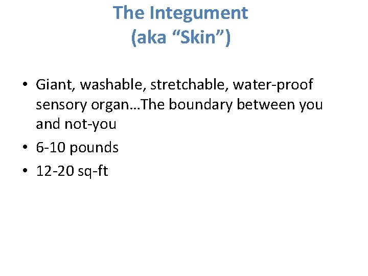 The Integument (aka “Skin”) • Giant, washable, stretchable, water-proof sensory organ…The boundary between you